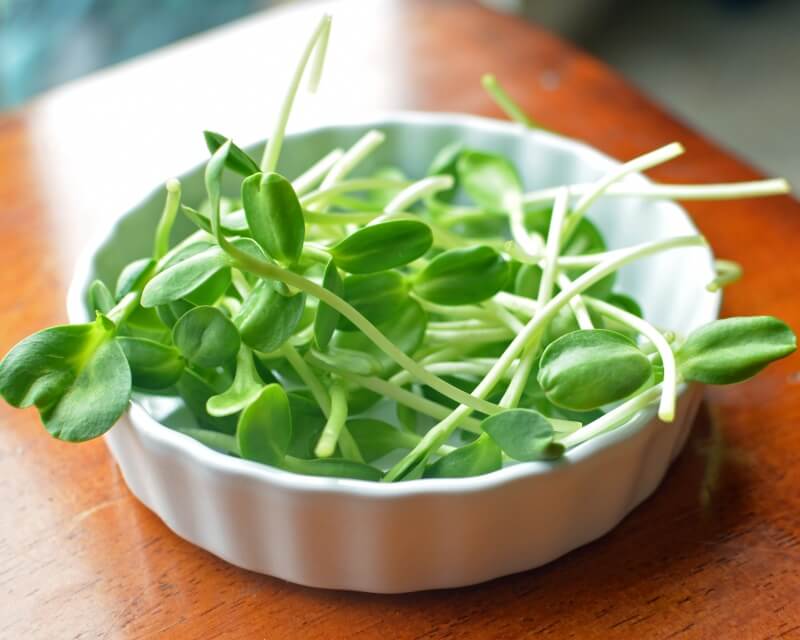 Sunflower sprouts TRENDY DAMSELS